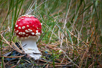 fly agaric mushroom