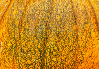 Surface texture of a large pumpkin