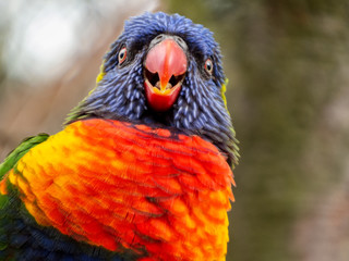 Colorful parrot