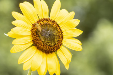 a moth exploring a sunflower on a hot summer day in the midwest