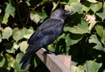 Young jackdaw curiously watching the world