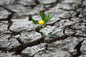 Blume kämpft sich durch trockene Erde