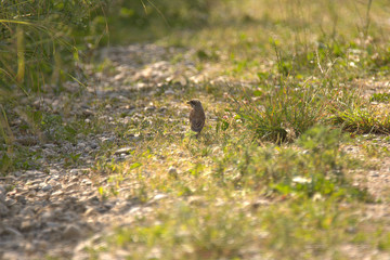 wunderschöner Neuntöter im Augsburger Land