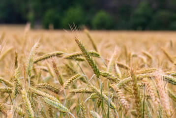 Obraz premium Field of grain