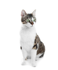 Cute cat on white background. Lovely pet