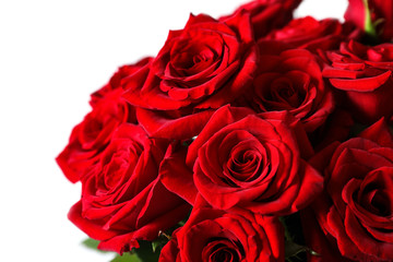 Beautiful red rose flowers on light background
