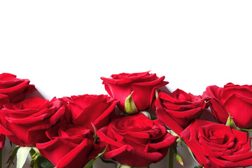 Beautiful red rose flowers on white background, top view