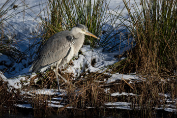 Blue heron fishing in open river in winter