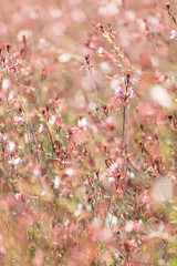 花 ガウラ・ヤマモモソウ・ハクチョウソウ