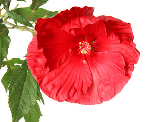 Beautiful red hibiscus flower on white background