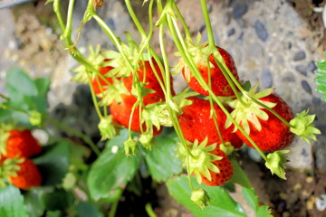 イチゴ strawberry strawberries