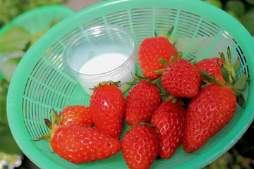 いちご狩り