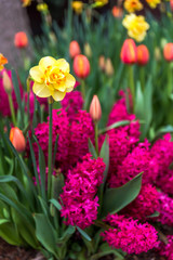 Texas spring wildflowers
