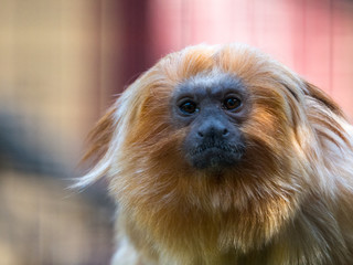 Tamarin