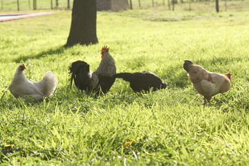 Chicken in a farm