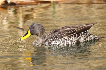 Yellow-billed duck (Anas undulata) swimming