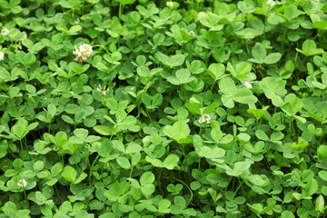 Green clover leaves as background