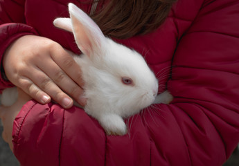 Naklejka premium White rabbit in a little girl's hand