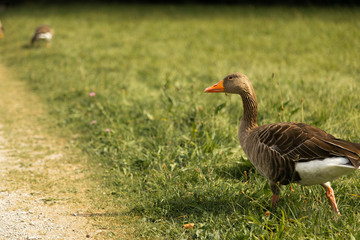 Duck on lawn