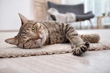 Cute cat resting on carpet at home