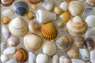 Seashells as background, sea shells collection natural