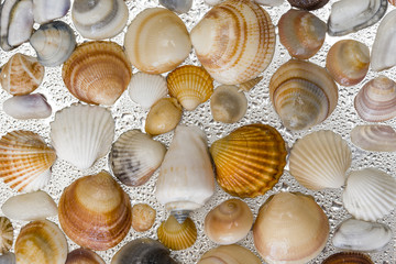 Seashells as background, sea shells collection natural