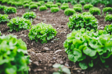 Grüner frischer Blattsalat auf Gemüsefeld