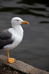 Seagull standing beside the lake in St. James's Park, London on a summers day with the water reflecting behind