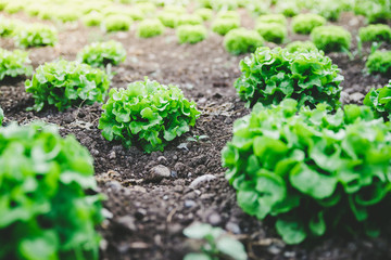 Grüner frischer Blattsalat auf Gemüsefeld
