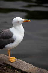 Seagull standing beside the lake in St. James's Park, London on a summers day with the water reflecting behind