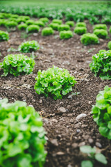 Grüner frischer Blattsalat auf Gemüsefeld