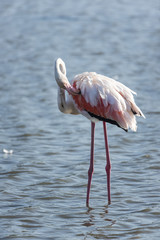 Fototapeta na wymiar Pink flamingo, Camargue, France