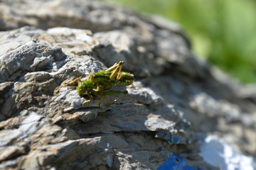 grashopper at pairing (miramella alpina)