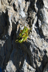 grashopper at pairing (miramella alpina)
