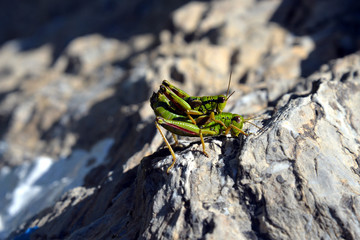 grashopper at pairing (miramella alpina)