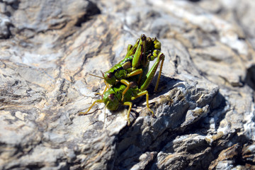 grashopper at pairing (miramella alpina)