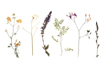 Dried meadow flowers on white background, top view