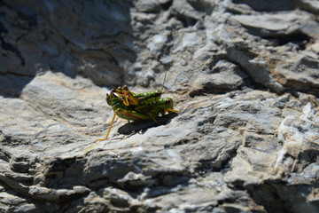 grashopper at pairing (miramella alpina)