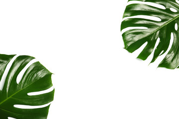 Fresh tropical monstera leaves on white background, top view