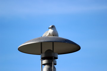 a seagull on a lamp, estonia