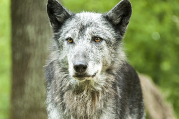 Obraz premium Eyes Of The Wolf