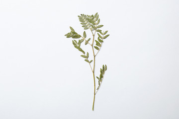 Fototapeta na wymiar Wild dried meadow plant on white background, top view
