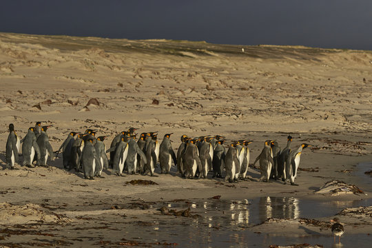 Large group of King Penguins (Aptenodytes patagonicus) heading for the sea at Volunteer Point in the Falkland Islands.
