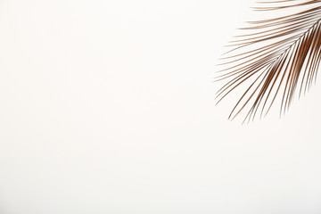 Obraz premium Painted tropical Date palm leaf and space for text on white background, top view