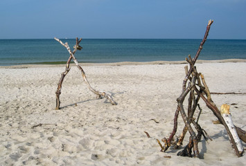 &Auml;ste am Weststrand Fischland-Darss-Zingst Ostsee