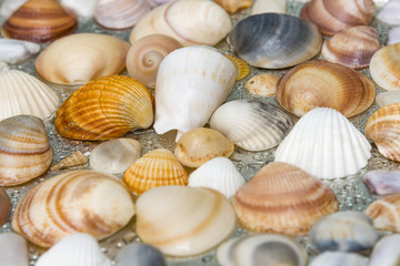 Seashells as background, sea shells collection natural