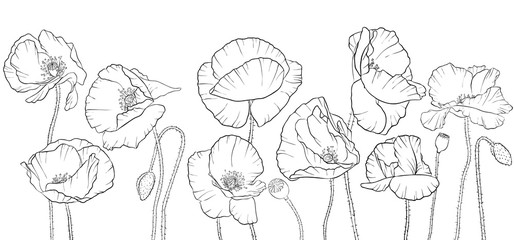 vector drawing poppy flowers
