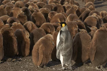 Tableaux ronds sur aluminium Pingouin Manchot royal adulte (Aptenodytes patagonicus) debout parmi un grand groupe de poussins presque entièrement développés à Volunteer Point dans les îles Falkland.