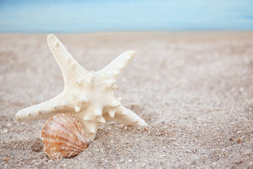 Fototapeta na wymiar Seashell and starfish in sand on beach. Space for text
