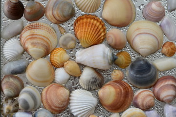 Seashells as background, sea shells collection natural